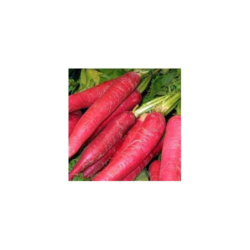Indian Red Globe Radish Seeds [neera-v5-1a28551c3833fc8dc3a3]