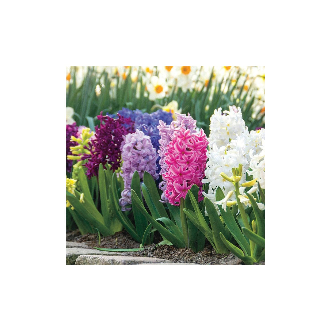Hyacinth Flower For Planting Multi Colored Flower Seeds for Home Garden Planting, Landscape Organic [neera-v5-1a29746b4b81be9bdda3]