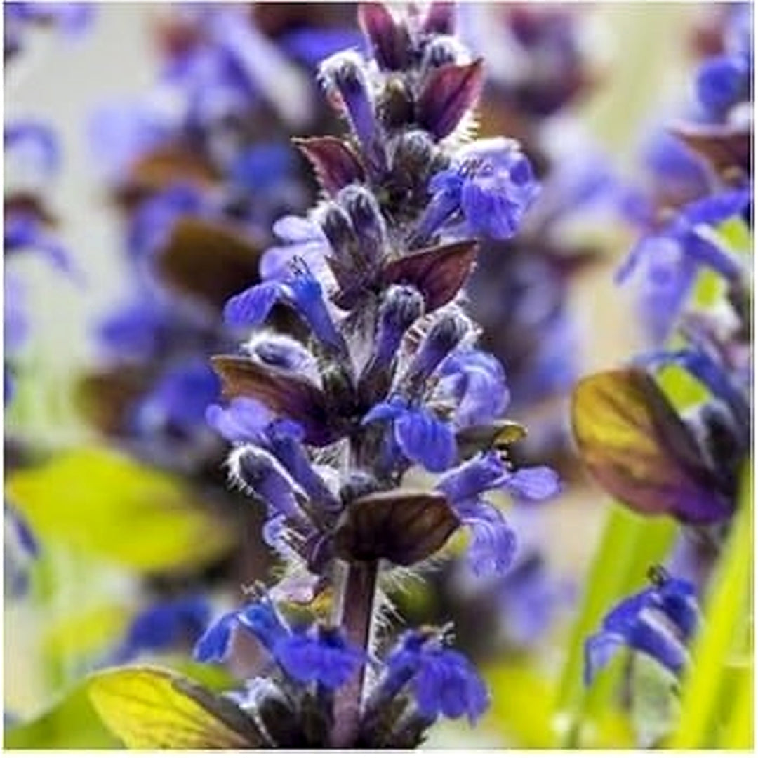 Blue Hyssop Seeds for Planting [neera-v5-1a2c1b29a7d1f0ee9a89]