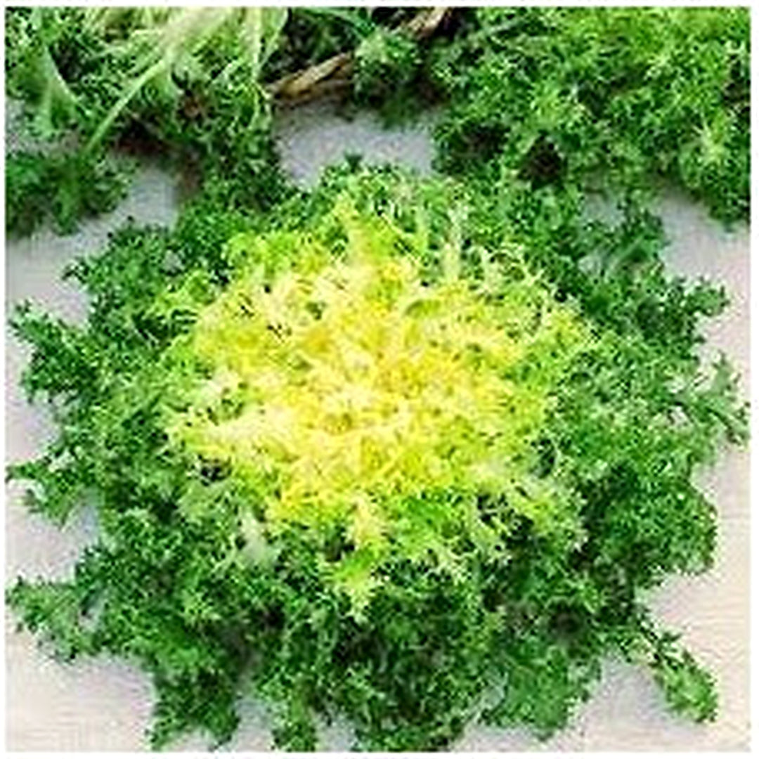 Green Yellow Endive Seeds for Planting [neera-v5-1a2dd897aac7d9306475]