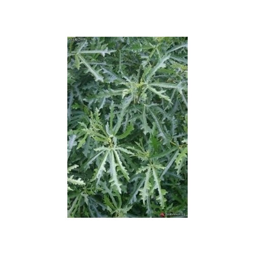 Green Afghanistanica Fig Tree Seeds for Planting [neera-v5-1a31f3f3260154365d0b]