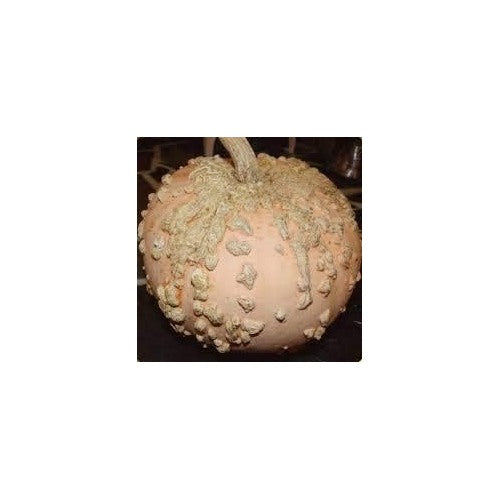 Cream Pumpkin Vegetable Seeds for Planting [neera-v5-1a3b30b3d37f59189458]