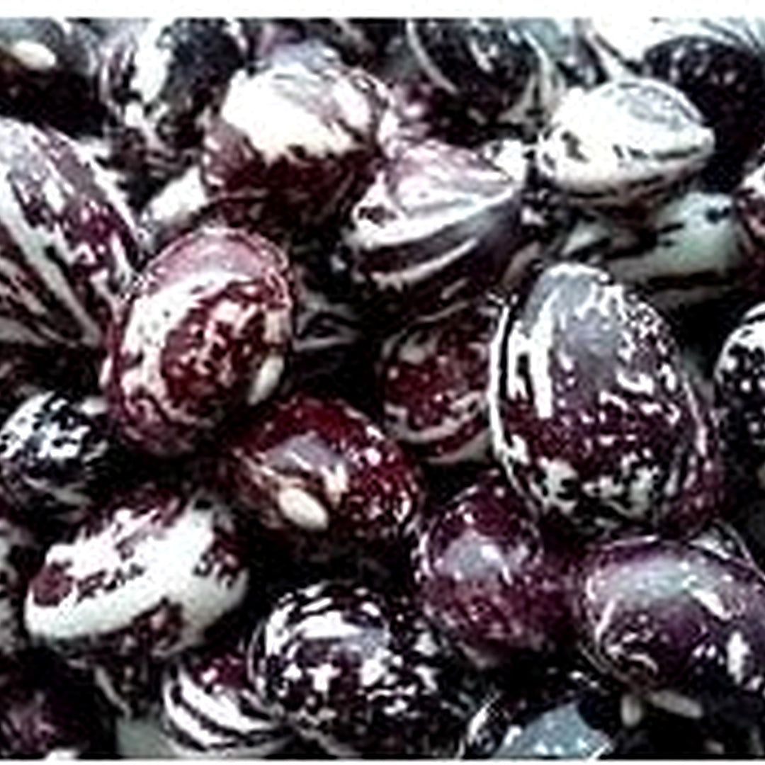 Purple White Stallard Seeds for Planting [neera-v5-1a42766705cb8e446a26]