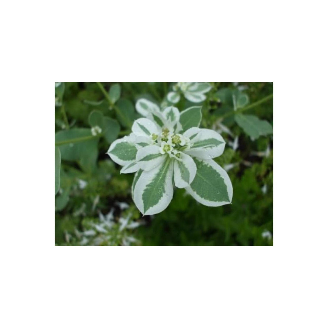 White Snow On The Mountain Euphorbia Marginata Flower For Ornamental Garden And Variegated Foliage [neera-v5-1a45e4733d1c5b84bb0d]