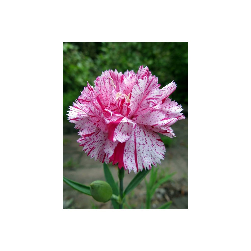 Carnation Dianthus Caryophyllus Flower For Planting In Home Garden Or Decorative Borders Flower [neera-v5-1a48075b94560b19d942]