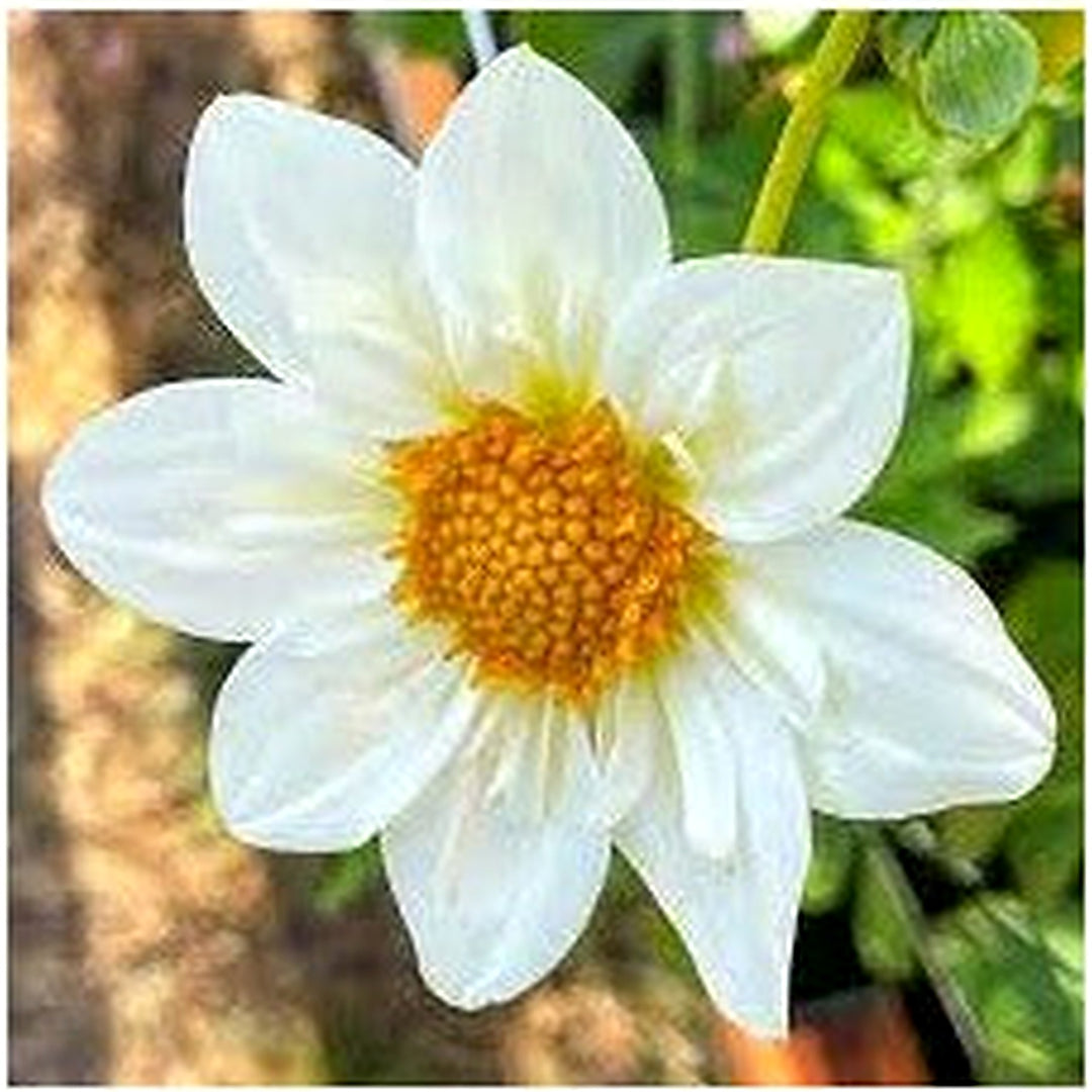 White Collarette Dahlias Flower For Planting Vibrant Colors Non Gmo Heirloom Flower Seeds for Home [neera-v5-1a4f08e2f48e623964ad]