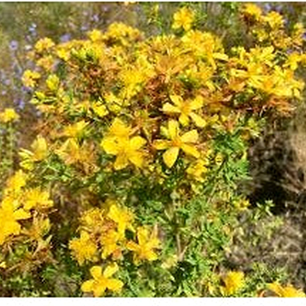 St. John’s Wort Seeds (Hypericum perforatum) for Planting [neera-v5-1a538f2ba13e7308a47f]