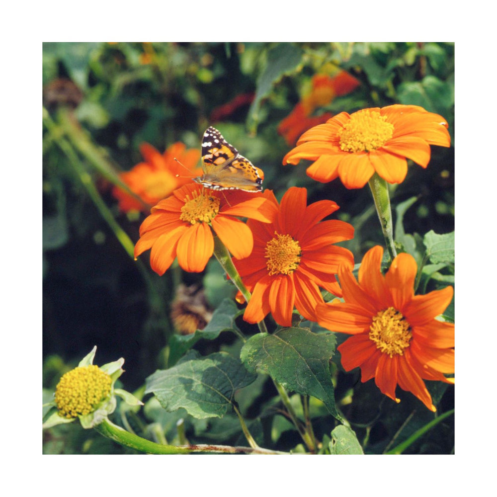 Orange Heirloom Non Gmo Mexican Sunflower Blooms Planting Flower Seeds Home Garden [neera-v5-1a597b0fb4db18f4d3f0]