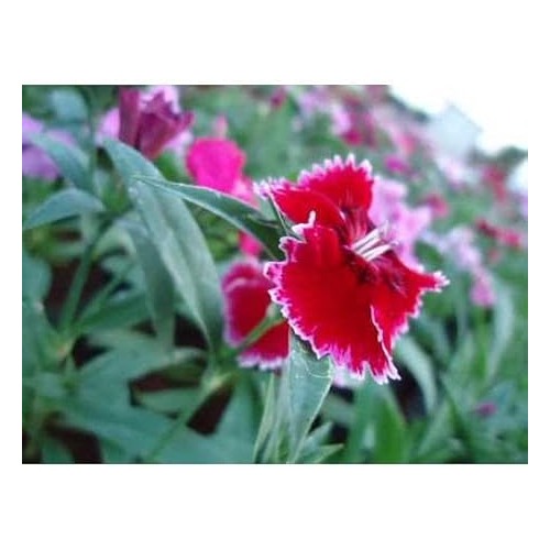 Burgundy White Dianthus Flower Seeds [neera-v5-1a5dcf386c9d5c78180f]