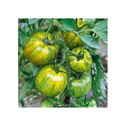 Yellow Green Tomato Vegetable Seeds for Planting [neera-v5-1a742e65cf9e2bd1dad3]