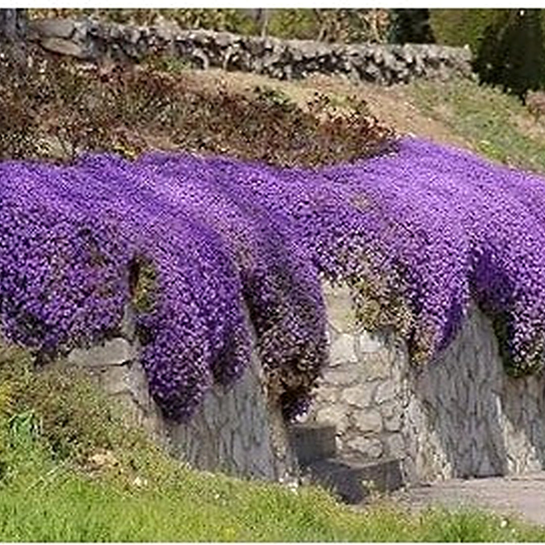 Purple Cascade Flower Seeds for Planting [neera-v5-1a75cbe20611717fea5d]
