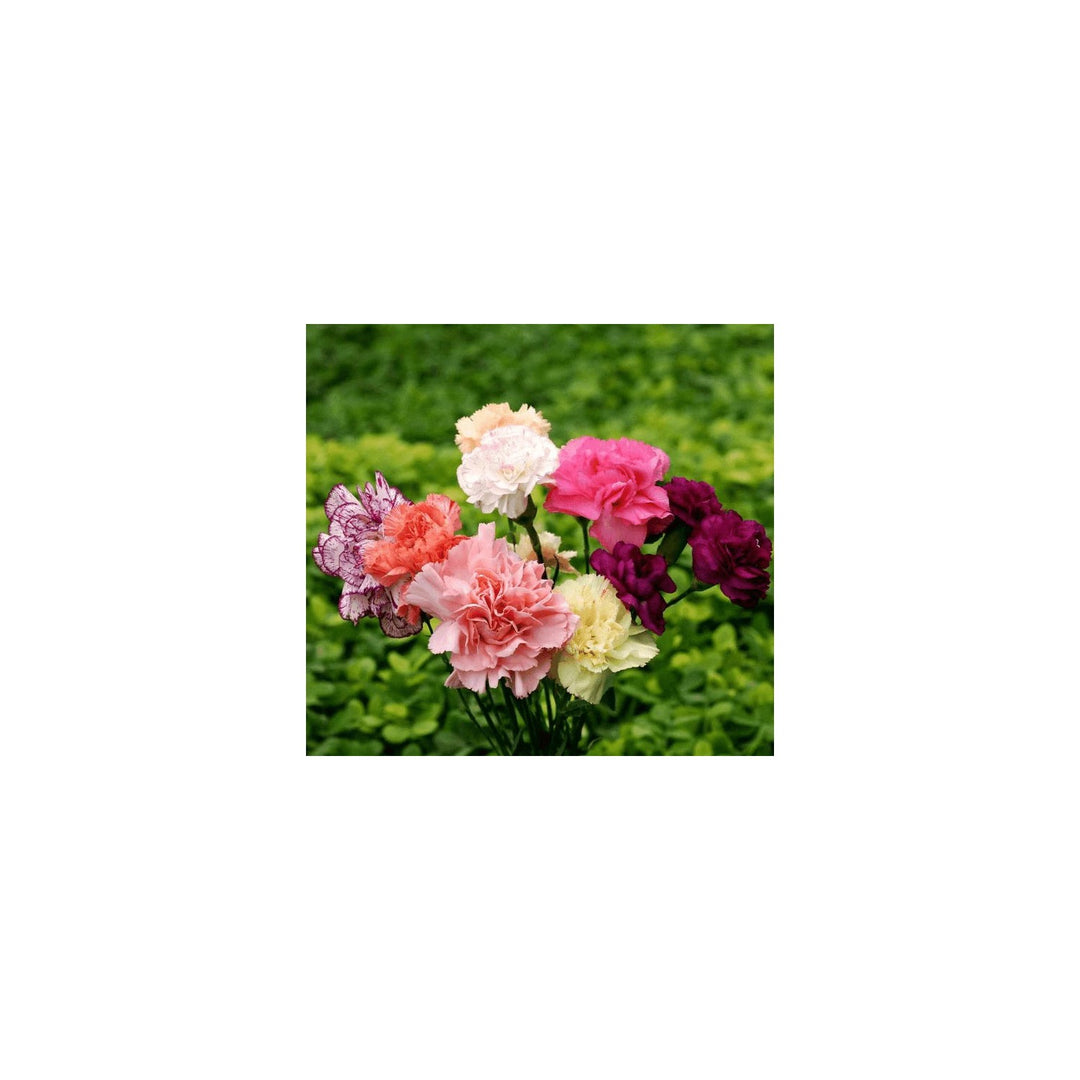 Carnation Dianthus Caryophyllus Flower In Colors For Home Garden And Border Planting Flower Seeds [neera-v5-1a7e72a0a06db4fa9dae]