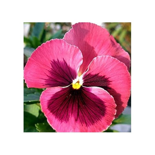 Pansy Rose Plant For Planting Non Gmo Heirloom Garden Perfect For Home Garden And Outdoor Growing [neera-v5-1a84b8c4e703cd71cdf4]