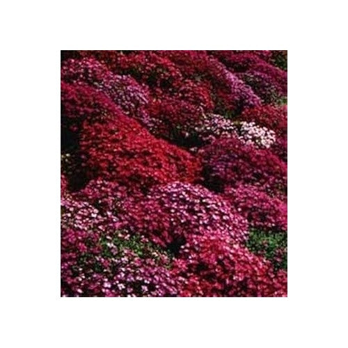 Red White Rock Cress Seeds for Planting [neera-v5-1a84d6285e30f172fe60]