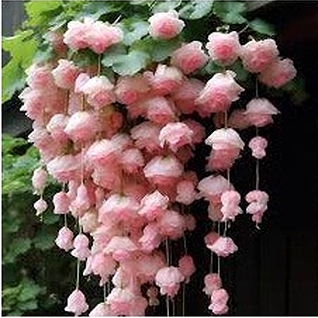 Baby Pink Weeping Forsythia Flower Seeds for Garden Planting [neera-v5-1a9149e9fc46dd4ac0a3]