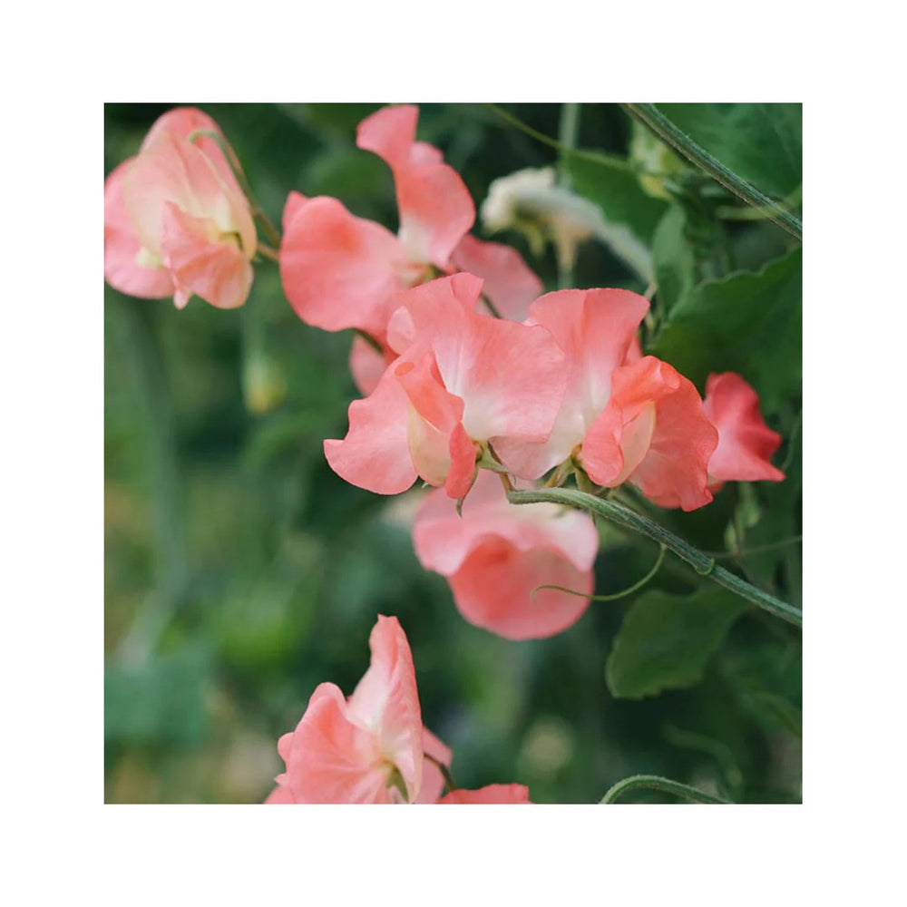 Sweet Pea Elegance Watermelon Flower For Planting Heirloom Non Gmo Fragrant Blooms Flower Seeds for [neera-v5-1a932ee131d41d3d0564]