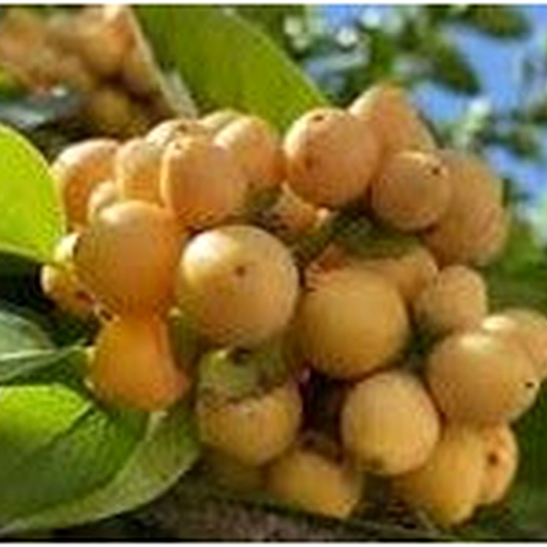 Nance Byrsonima Fruit Seeds [neera-v5-1a9841bdba5f756d450b]