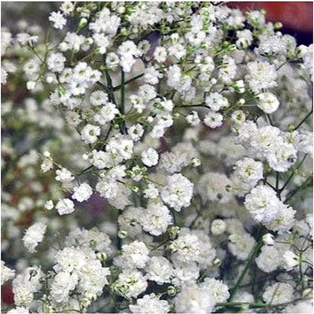 White Gypsophila Flower Seeds for Planting [neera-v5-1aa41e34f598687e20b9]