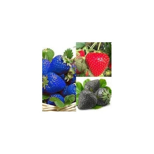 Heirloom Mixed Strawberry Fruit Seeds for Planting [neera-v5-1ab775328442872b7944]