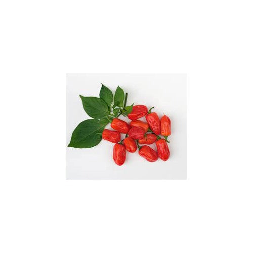 Zavory Pepper Seeds for Planting [neera-v5-1abf401f0f3c32eb8069]