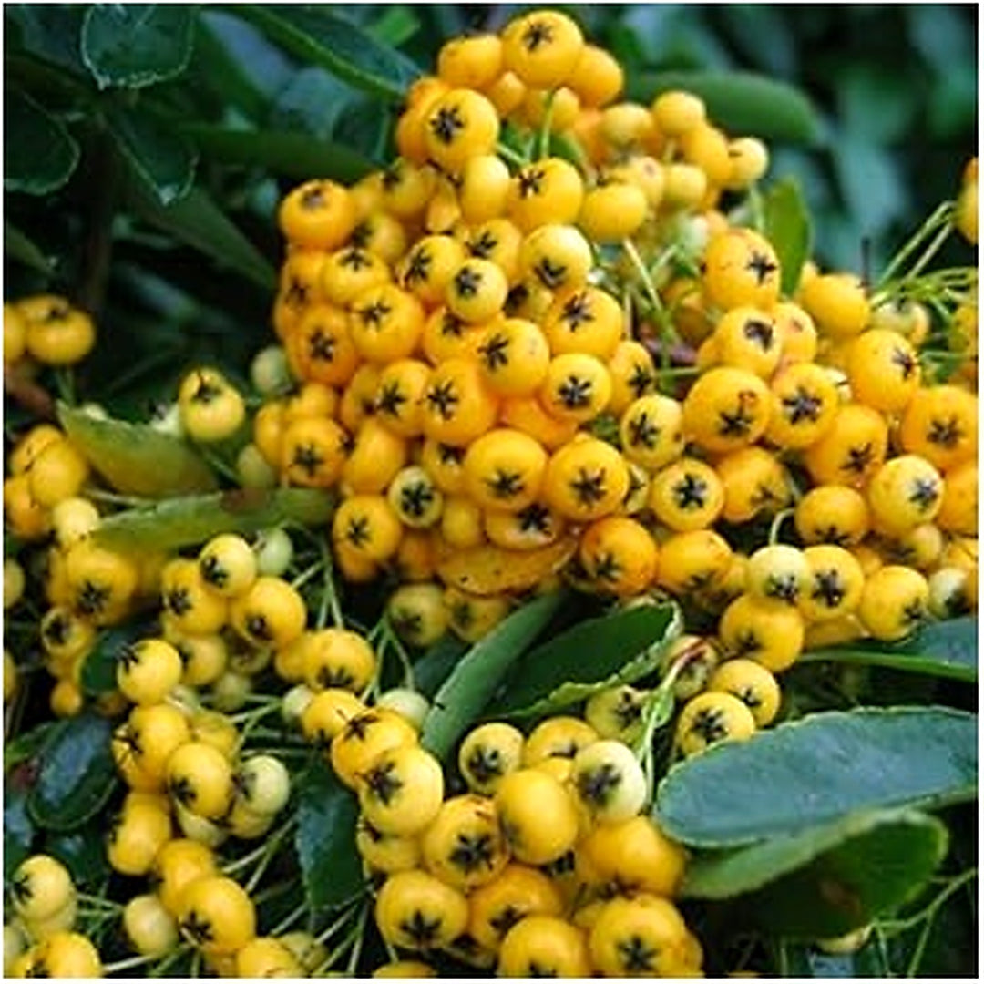 Pink Pyracantha Coccinea Seeds [neera-v5-1ac2193782db0bda821b]