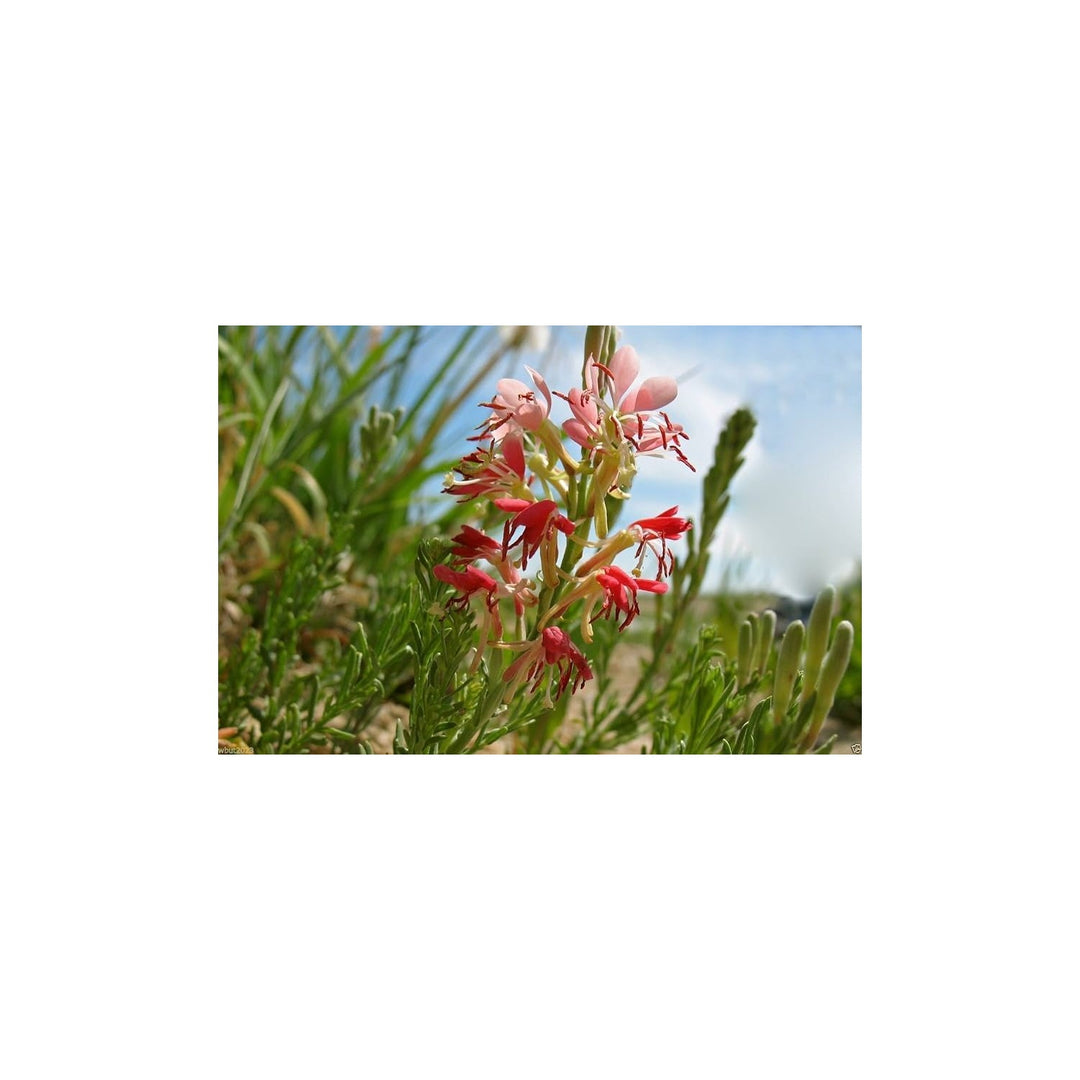Gaura Gaura Lindheimeri Scarlet Wildflower For Planting Perfect For Pollinator Gardens Natural [neera-v5-1ad5ec304fc677aba3af]