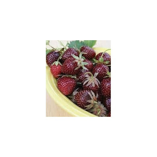 Burgundy Strawberry Fruit Seeds for Planting [neera-v5-1ae73dca767247bea9de]