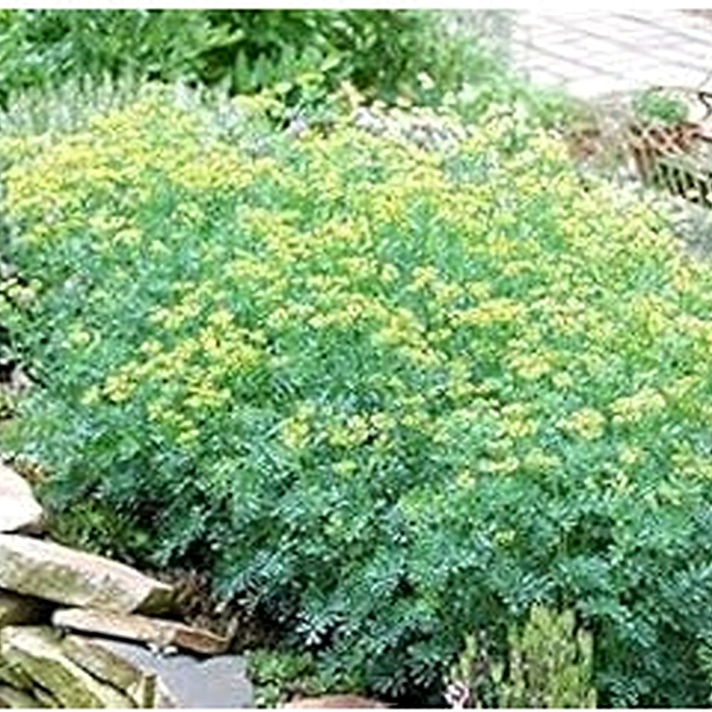 Ruta Graveolens Seeds for Planting [neera-v5-1ae84ba45a74f83f0478]