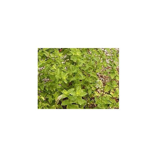 Green Spearmint Seeds [neera-v5-1ae9e0ca446765c25f26]