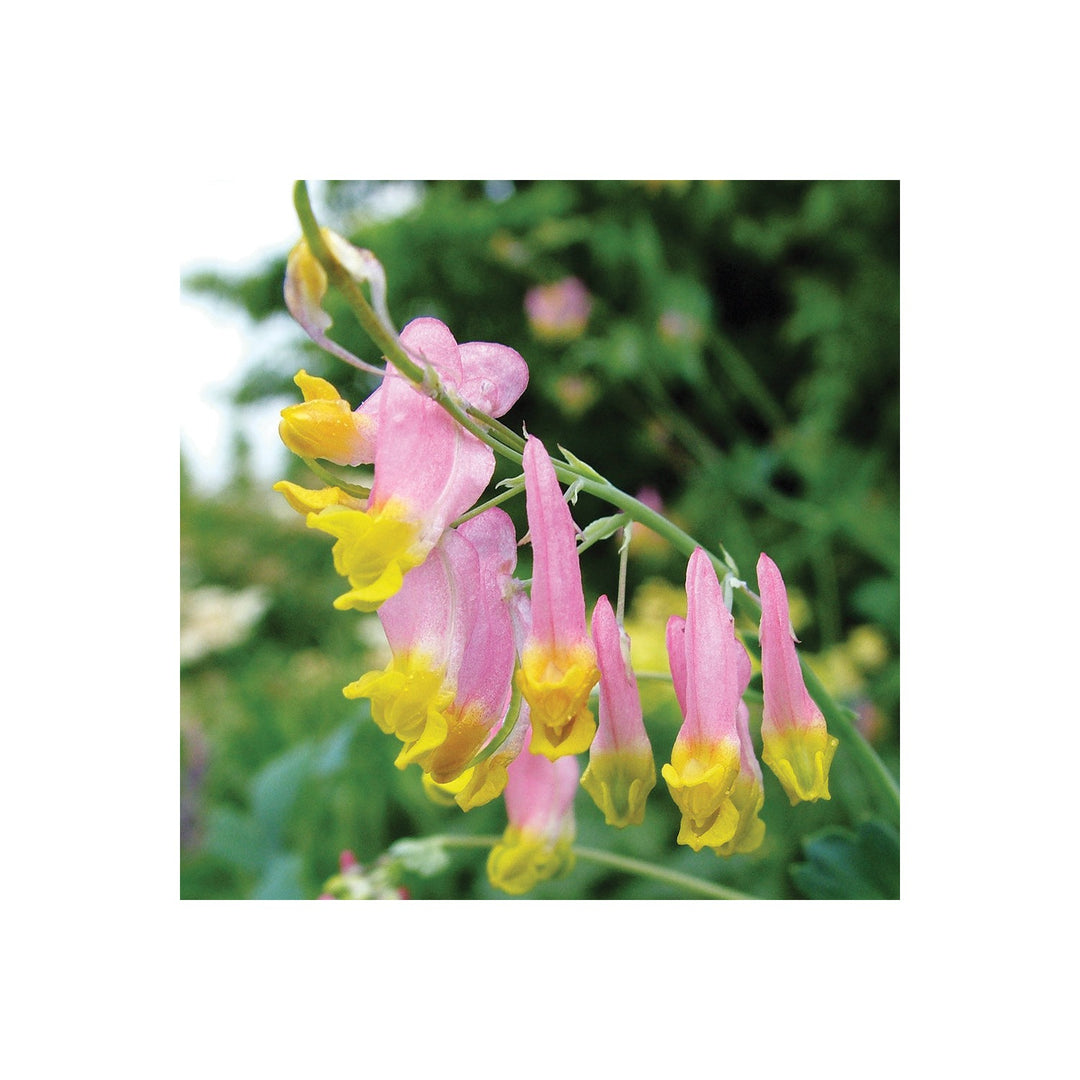 Pink Heirloom Non Gmo Rock Harlequin Flower Woodland Wildflower Garden Plantin Flower Seeds [neera-v5-1af5e899dffe8a95566d]