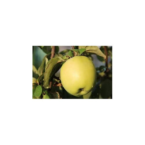 Antonovka Apple Tree Seeds for Planting [neera-v5-1afd69cdb6d9b899ffea]