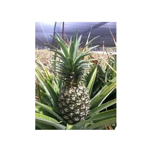 Heirloom Green Pineapple Fruit Seeds [neera-v5-1b04c277db74cb2be3c8]