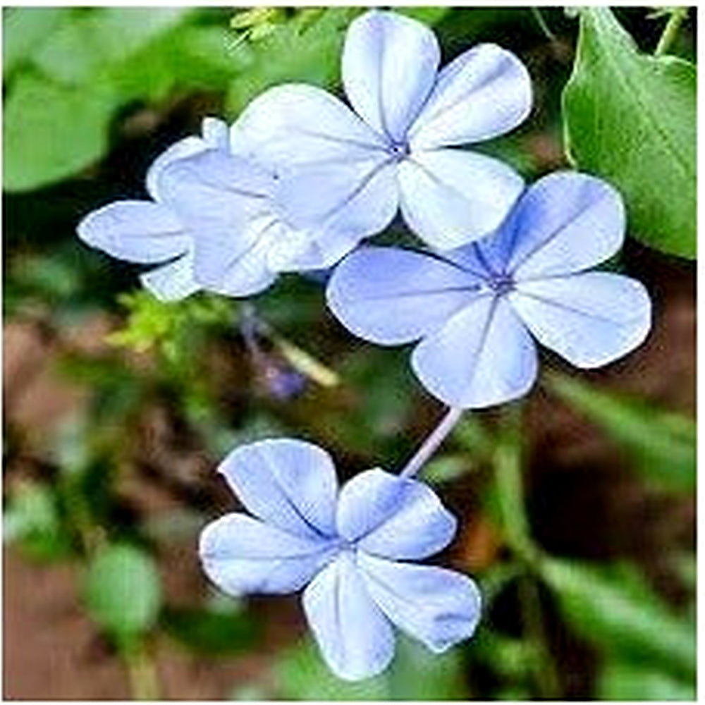 Plumbago Flower Seeds [neera-v5-1b04d1168ed160ef543c]