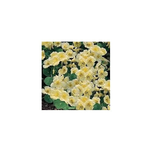 Heirloom Light Yellow Nasturtium Flower Seeds [neera-v5-1b06d674a32da22b50f7]