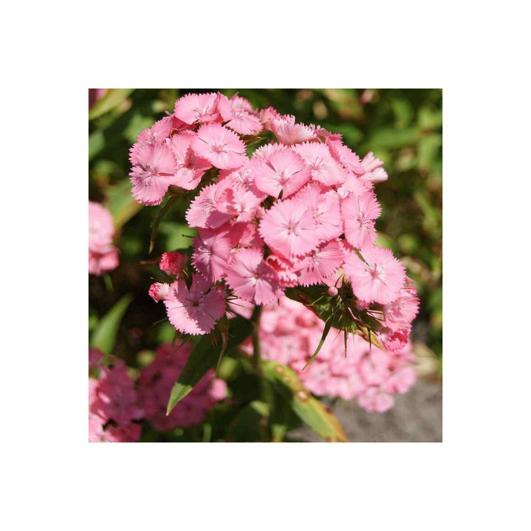 Pink Light Dianthus Flower For Planting Flower Seeds for Home Garden Planting, Blooming Organic [neera-v5-1b17eb57b04f48a1f82a]