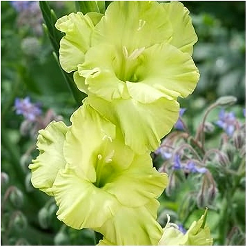Non-GMO Light Green Gladiolus Flower Seeds for Planting [neera-v5-1b1feeb8d793c4ae52fd]