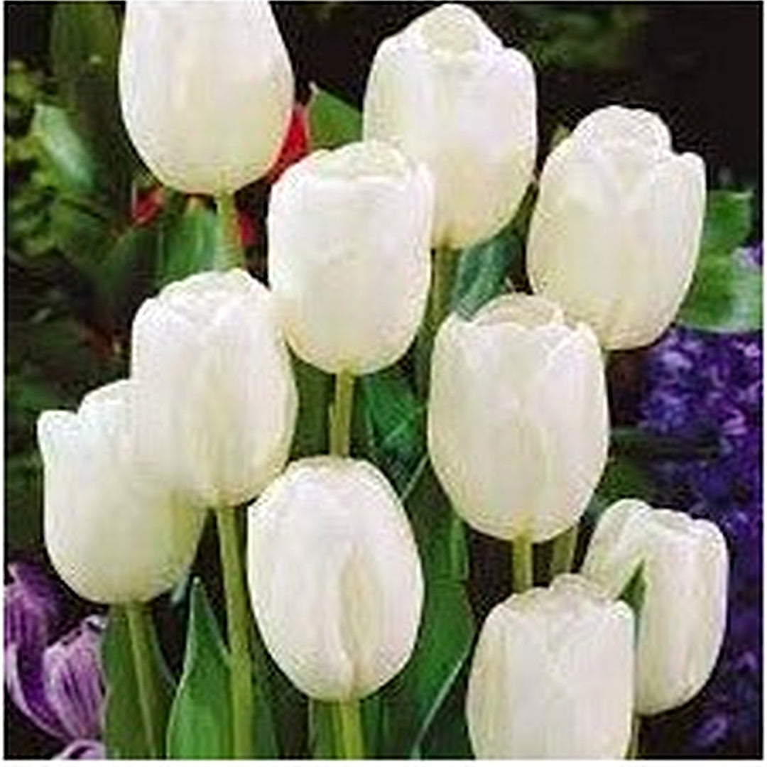 White Tulip Flower Seeds for Planting [neera-v5-1b3aced98fac8493e16f]
