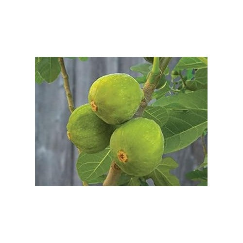 Green Desert King Fig Fruit Seeds [neera-v5-1b410d016bdffd186789]