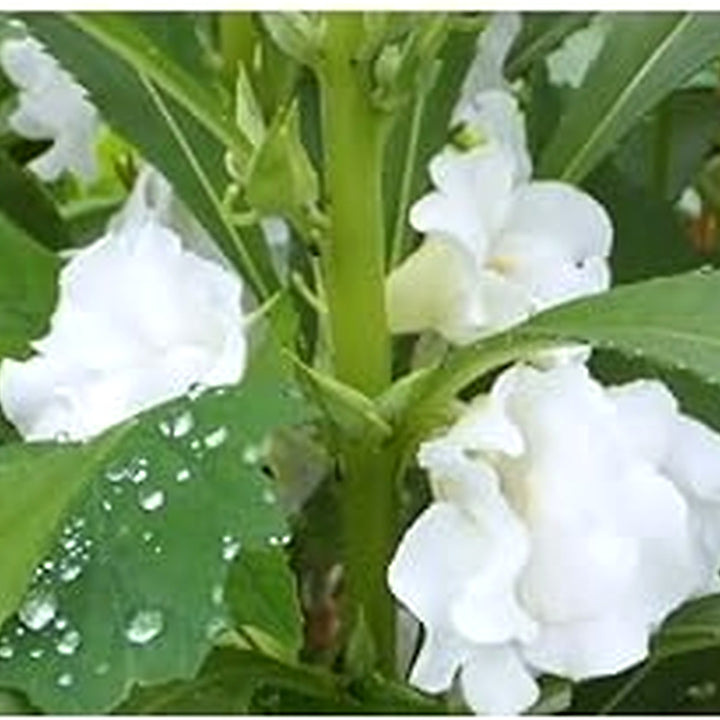 White Balsam Camellia Flower Seeds for Planting [neera-v5-1b475b40e590b0556c33]