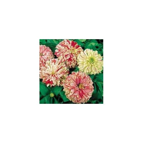 Heirloom Elegans Peppermint Flower Seeds [neera-v5-1b60f3b8668fd37a7d33]