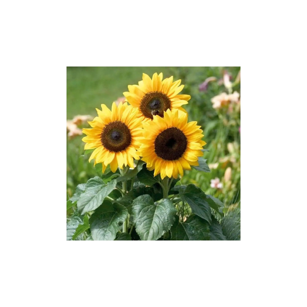 Yellow Organic Sunflower Flower For Planting Heirloom Non Gmo Flower Seeds for Home Garden [neera-v5-1b649b521a2154f4a6d5]