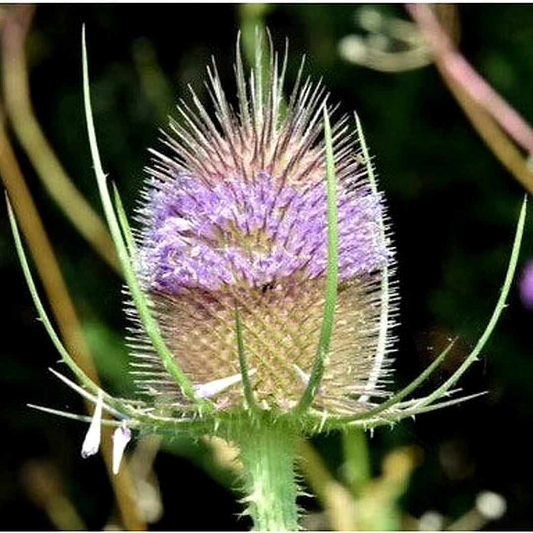 Purple Teasel Flower Dipsacus Fullonum Organic Wild Flower Free Sh Heirloom Non Gmo Flower Seeds [neera-v5-1b6757a0367c933981f7]