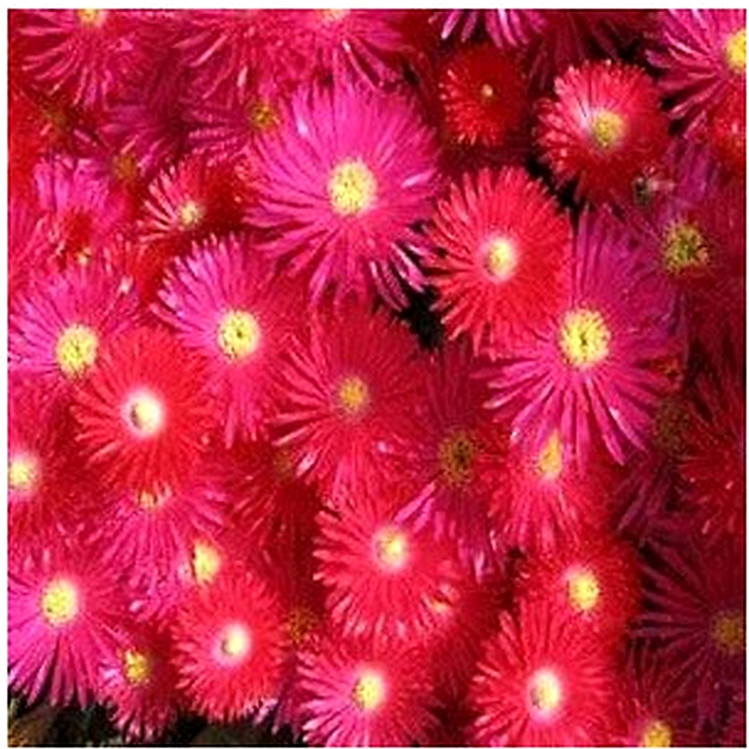 Red Bright Ice Plant Dorotheanthus Bellidimis Flower Seeds Home Garden Planting, Lush [neera-v5-1b6ee2dcf826f39c0709]