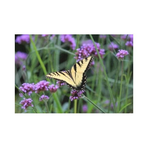 Purple Verbena Bonariensis Purpletop Vervain Tender Perennial Non Gmo Heirloom Flower Seeds [neera-v5-1b72c9f2afd911aaff76]