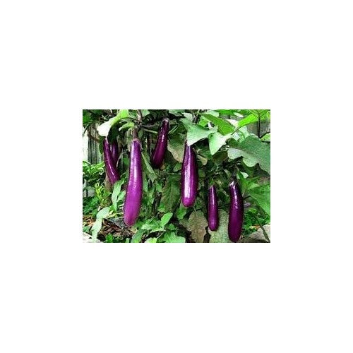 Eggplant Vegetable Seeds for Planting | Heirloom, Non-GMO, High Germination Organic Garden Seeds [neera-v5-1b77355beadfbf867adb]
