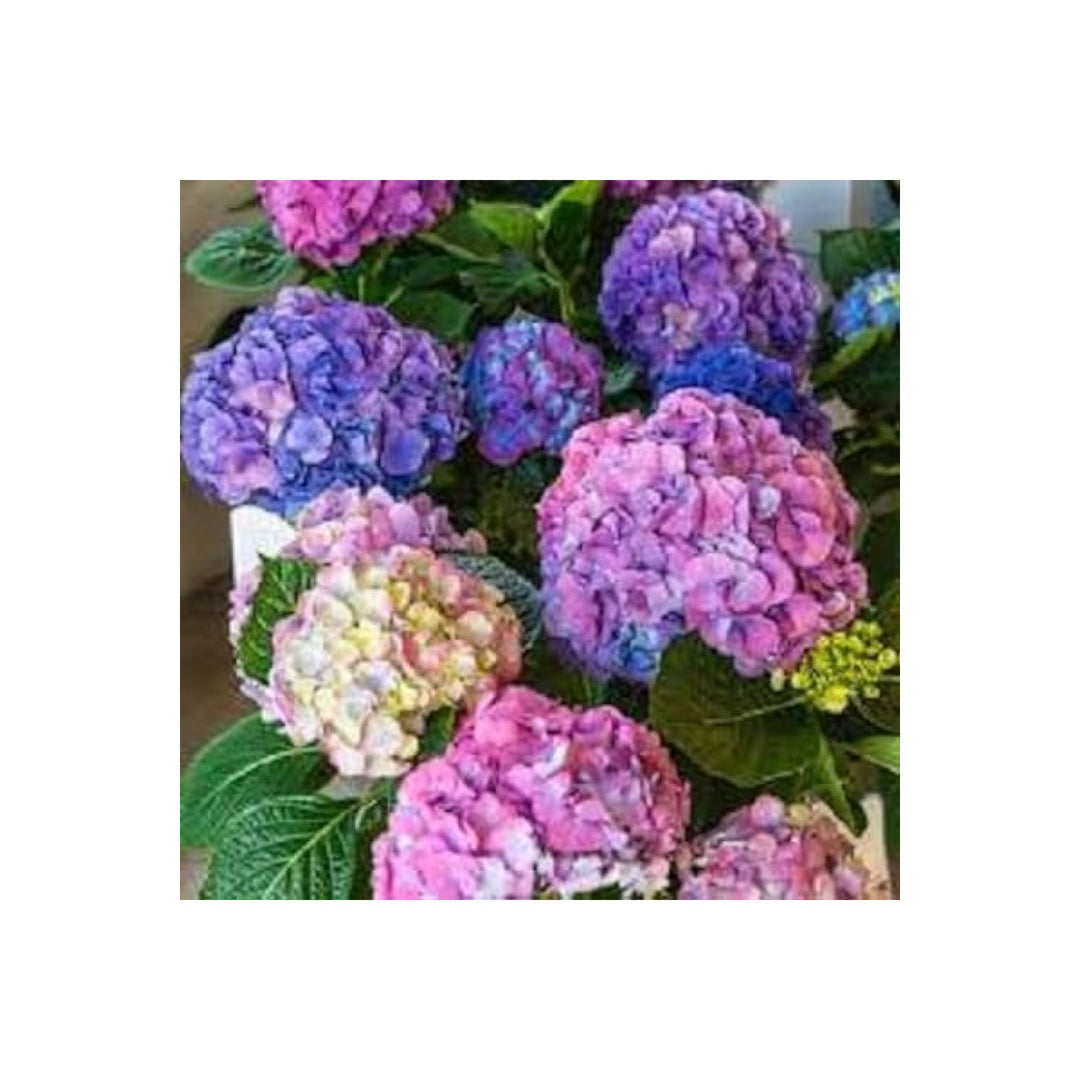 Hydrangea Hydrangea Macrophylla Flower For Planting In Backyard Gardening Decorative Pots [neera-v5-1b7e48193a89127d1e40]