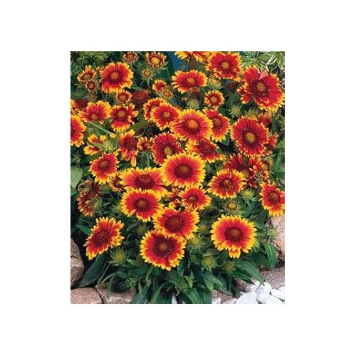 Red Sunflower Perennial Seeds for Planting [neera-v5-1b87aa8fc2763b70fb7d]