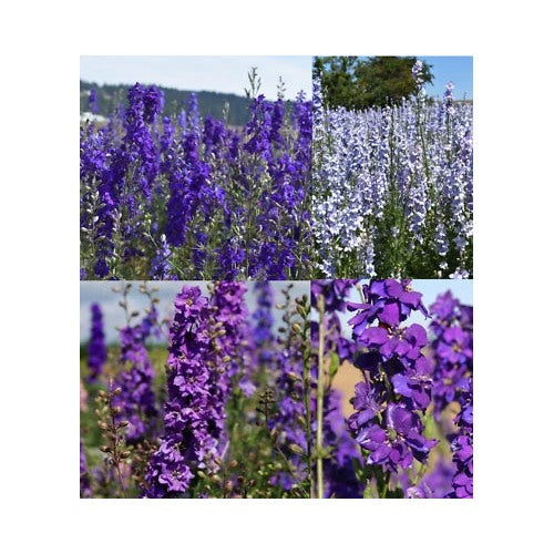 Rocket Larkspur Delphinium Night Sky Mix Blues Pollinators Non Gmo Heirloom Flower Seeds Home [neera-v5-1b8fd768d2f8c8e94ce2]