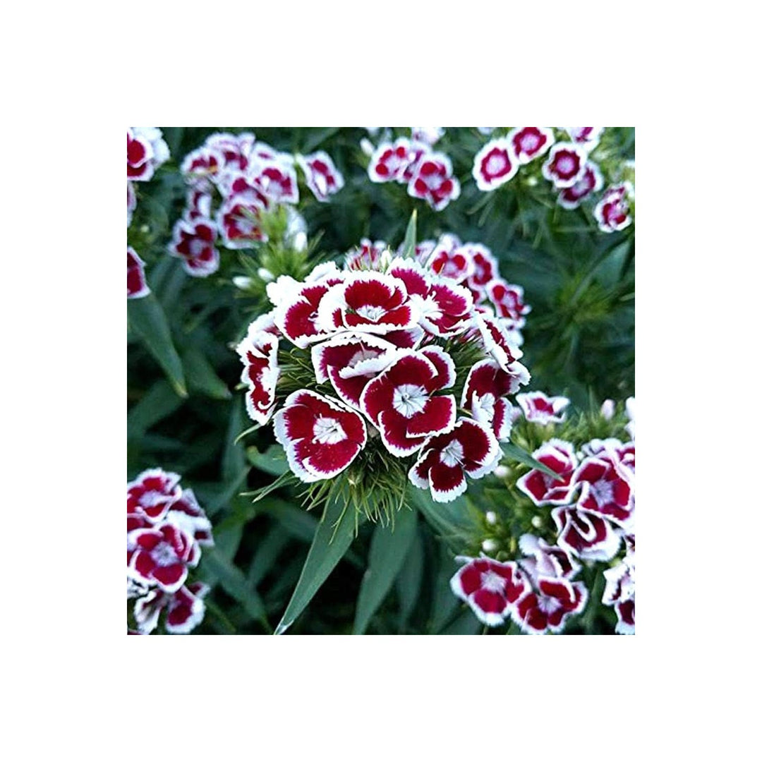 Carnation Dianthus Caryophyllus Flower For Planting In Home Garden Beds Flower Seeds for Home [neera-v5-1b93921181fefa5f9d49]
