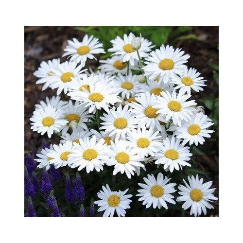 Alaska Shasta Daisy Chrysanthemum Maximum Perennial Garden Heirloom Non Gmo Flower Seeds Home [neera-v5-1b9a818c28a55460d6ba]